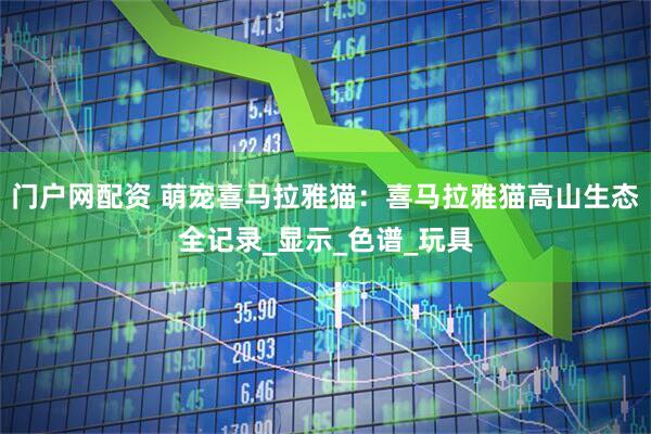 门户网配资 萌宠喜马拉雅猫：喜马拉雅猫高山生态全记录_显示_色谱_玩具